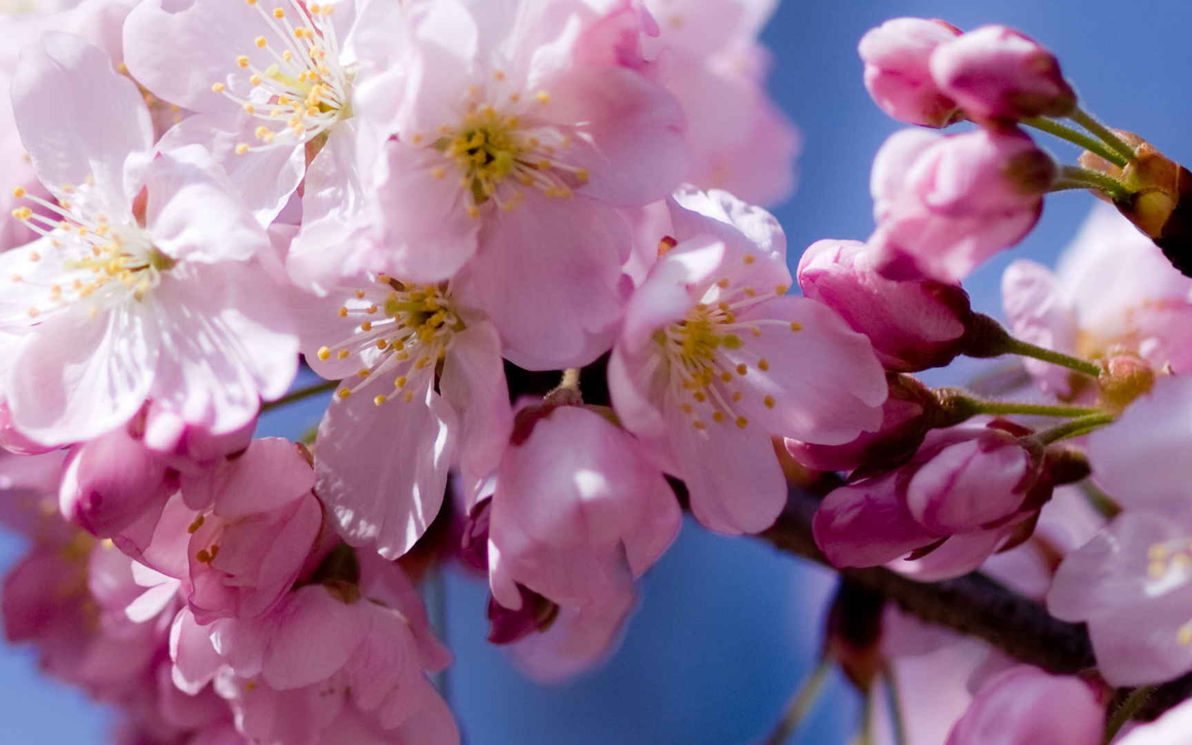 浪漫樱花图片桌面壁纸