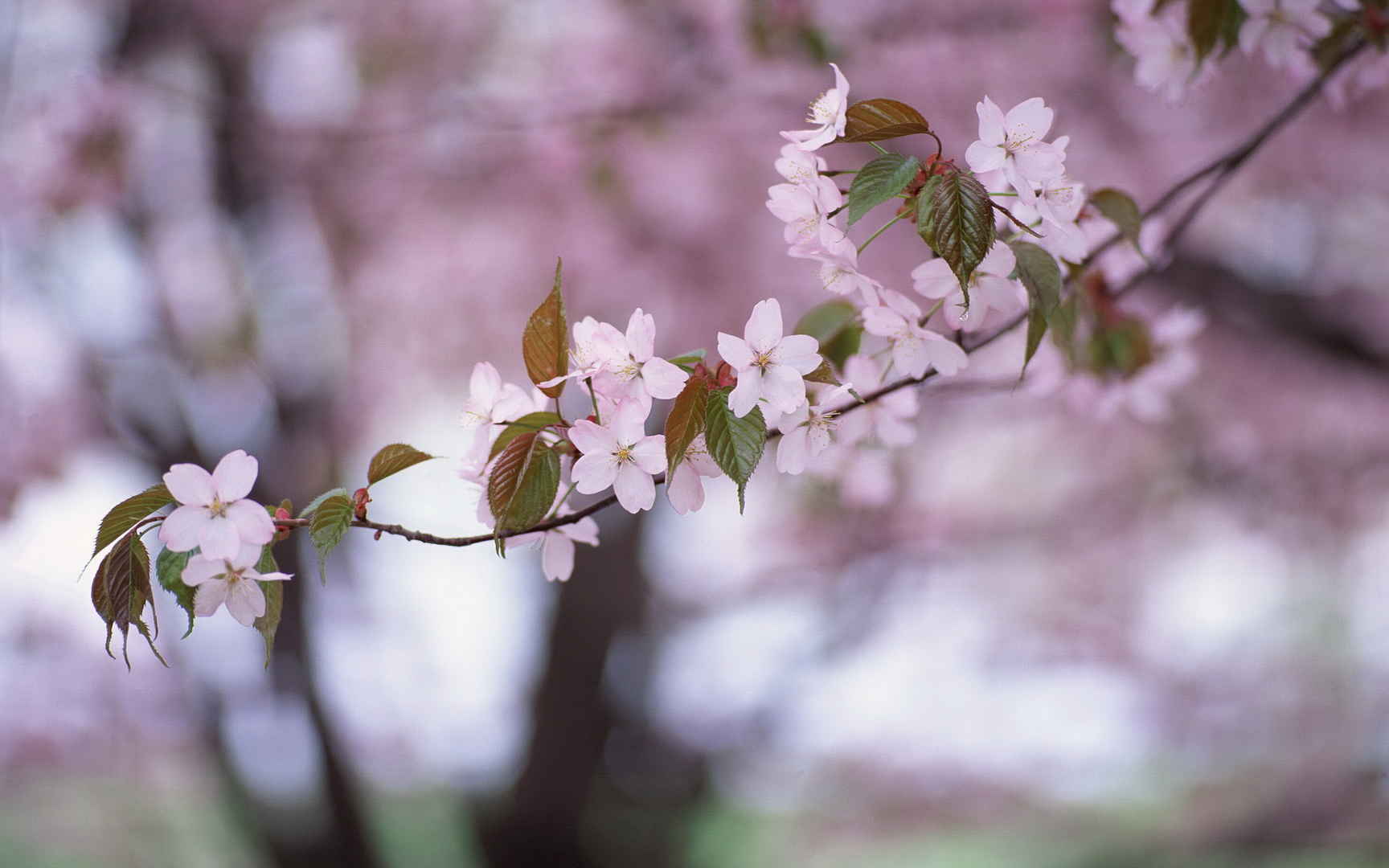 梅花盛开