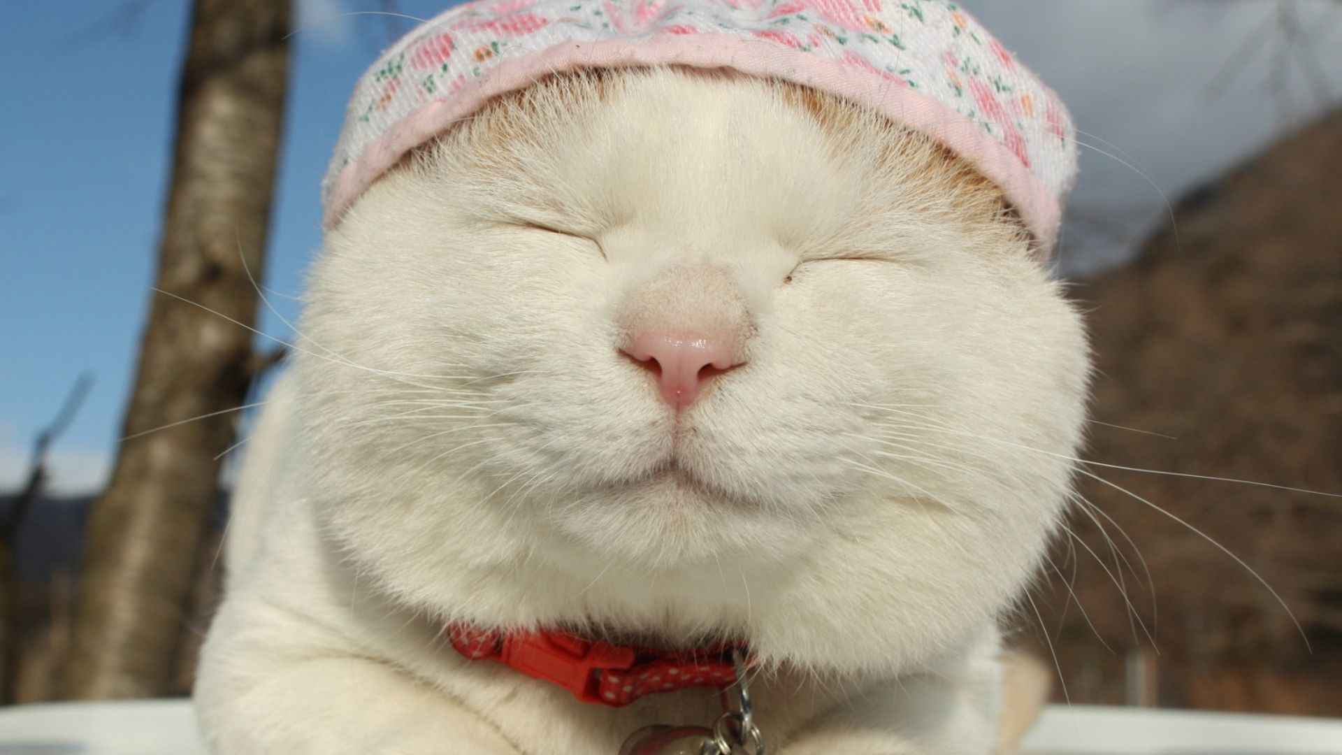 可爱的猫咪图片