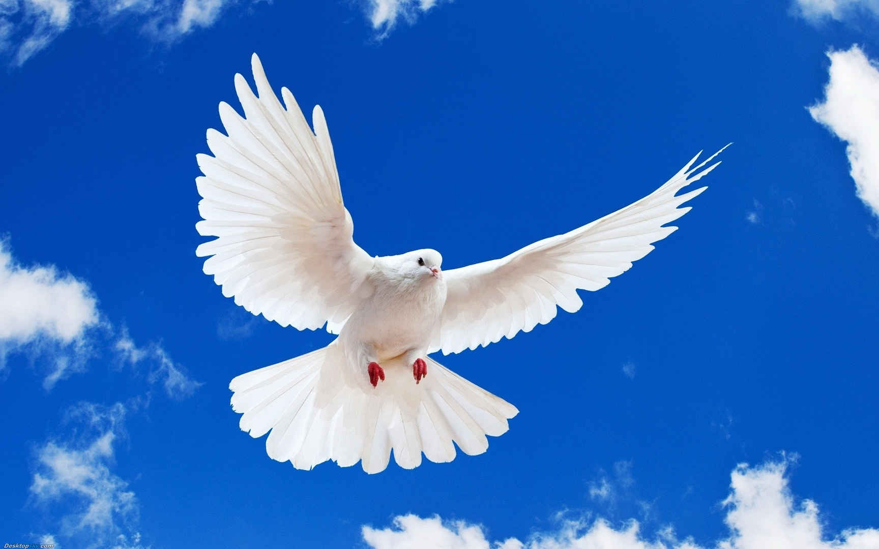 蓝天上展翅的白鸽照片摄影图片_ID:144536714-Veer图库