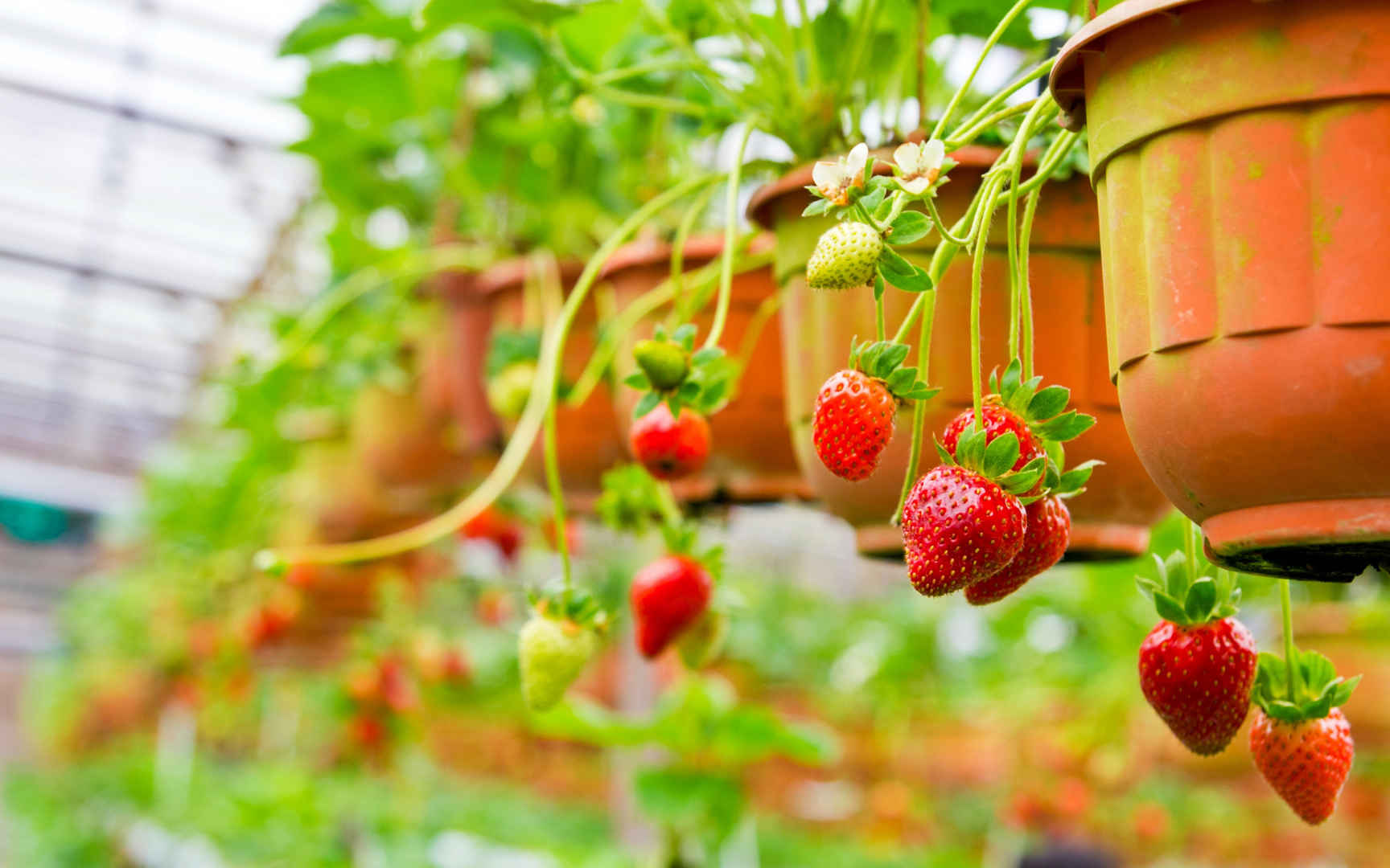 新鲜采摘草莓高清图片下载-正版图片500965565-摄图网