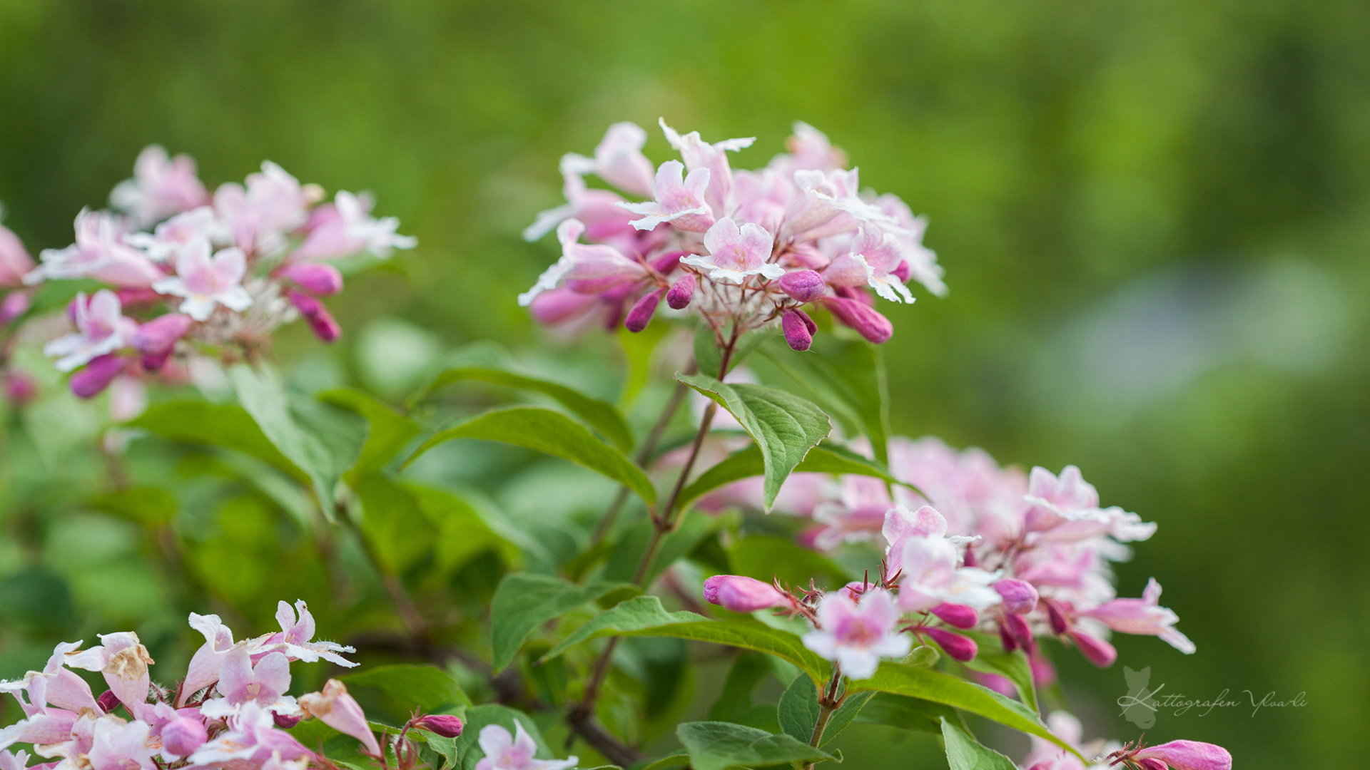 柔美高清的花儿图片壁纸