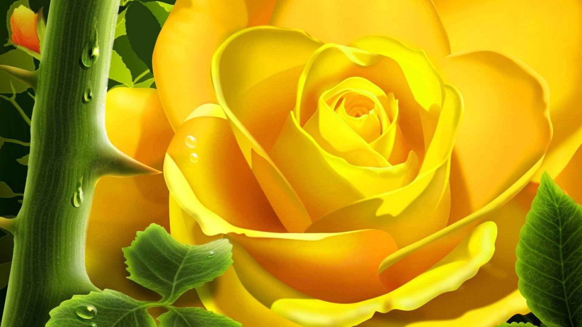 黄玫瑰花语桌面壁纸