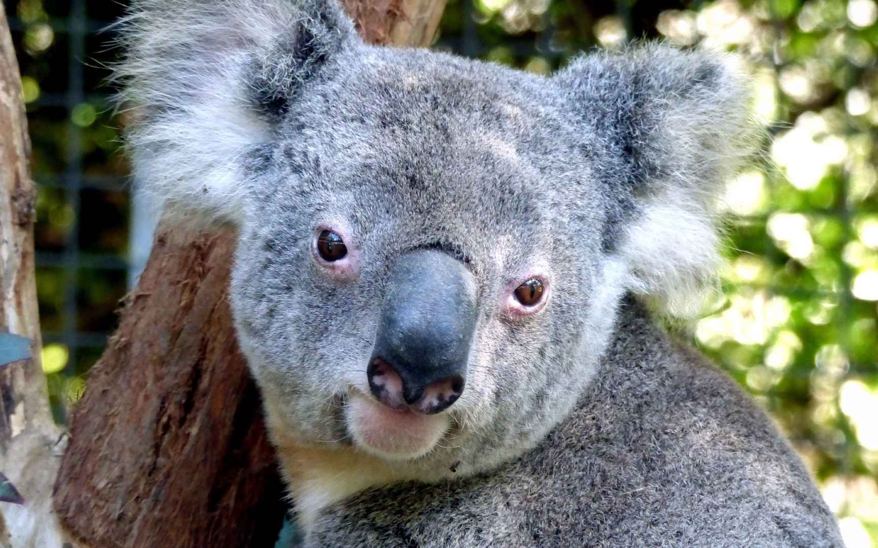 考拉摄影图__野生动物_生物世界_摄影图库_昵图网nipic.com