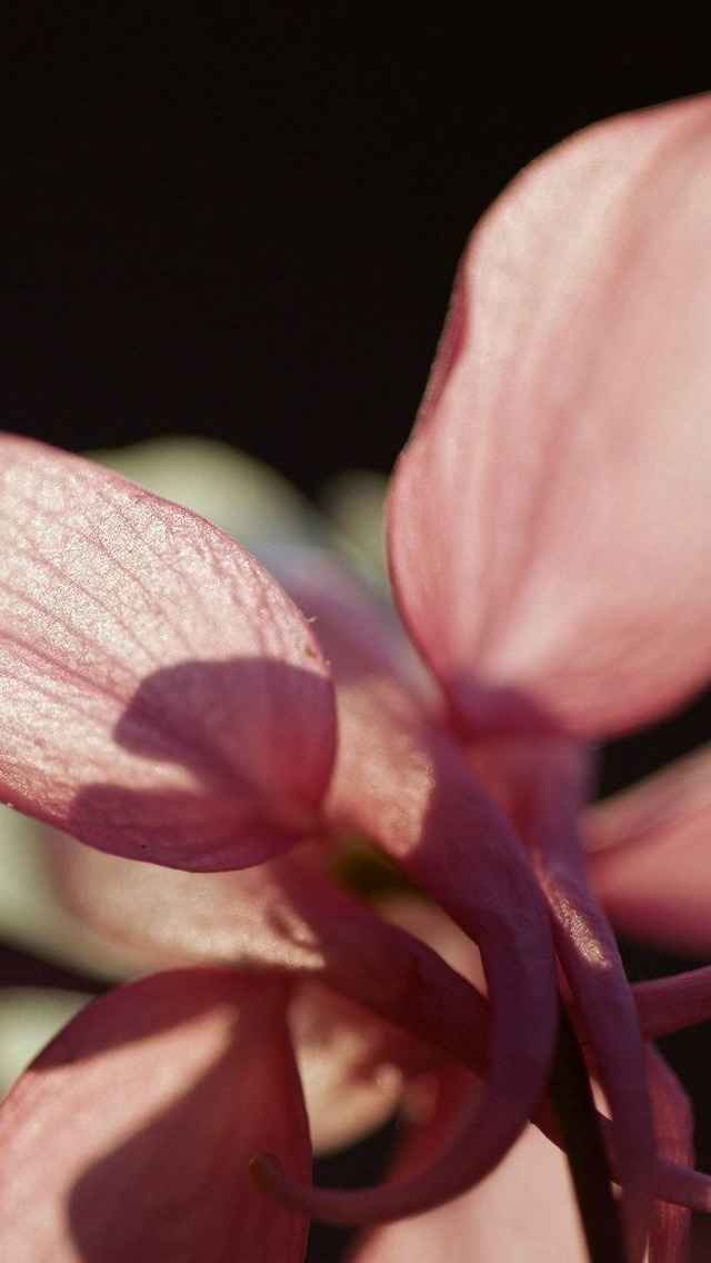 耧斗菜猫爪花红色花朵iPhone 5手机壁纸