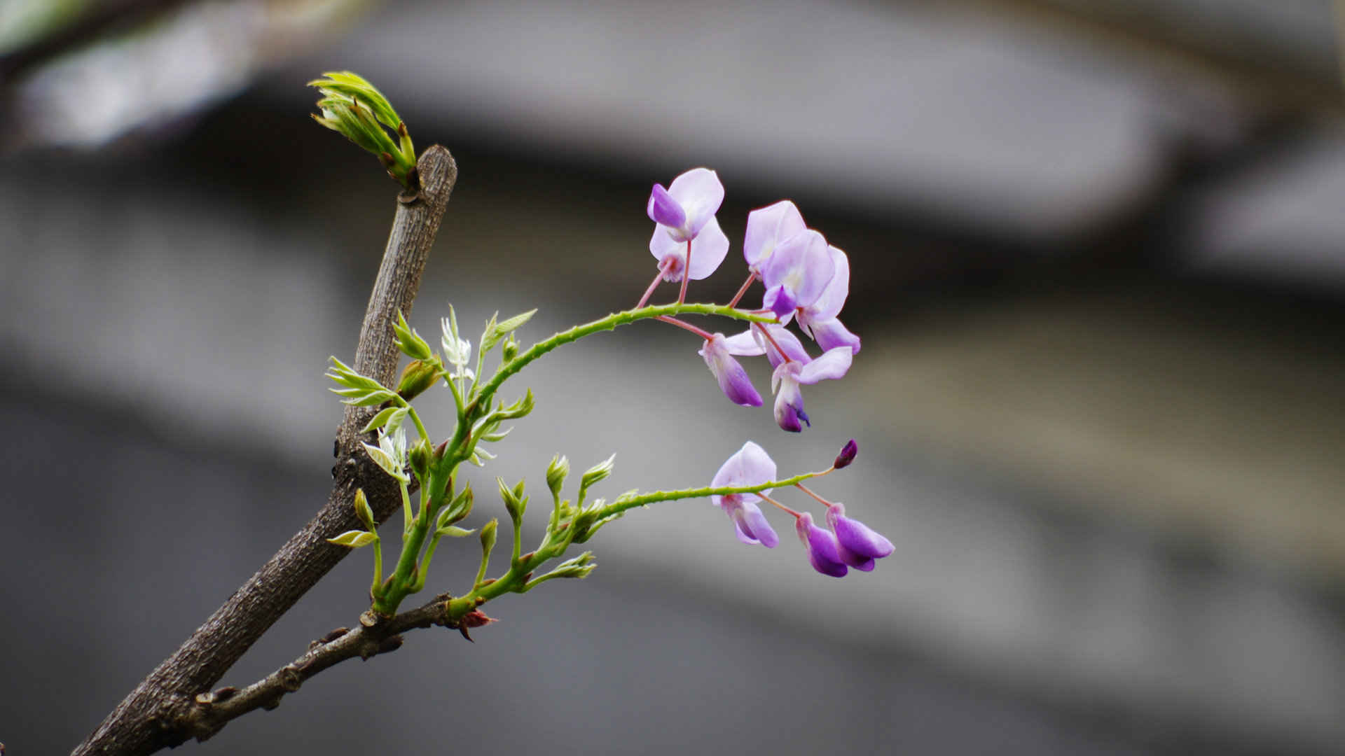 紫藤花图片壁纸