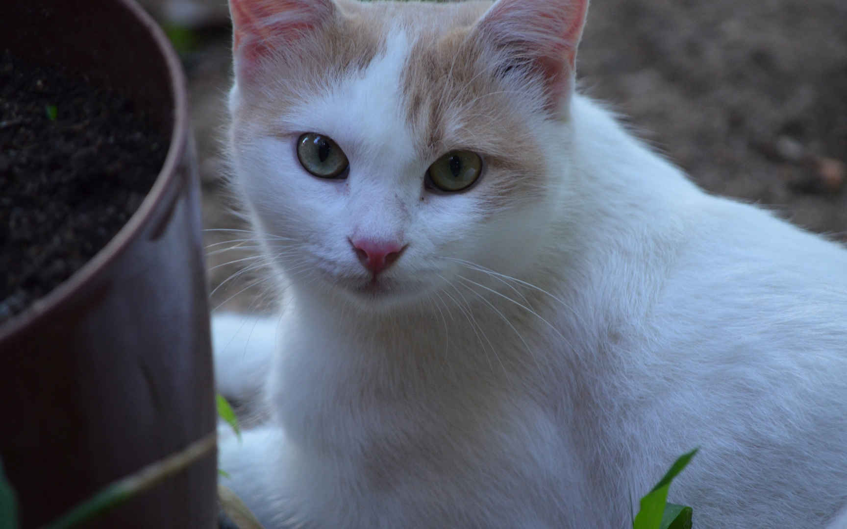 白色小猫咪图片