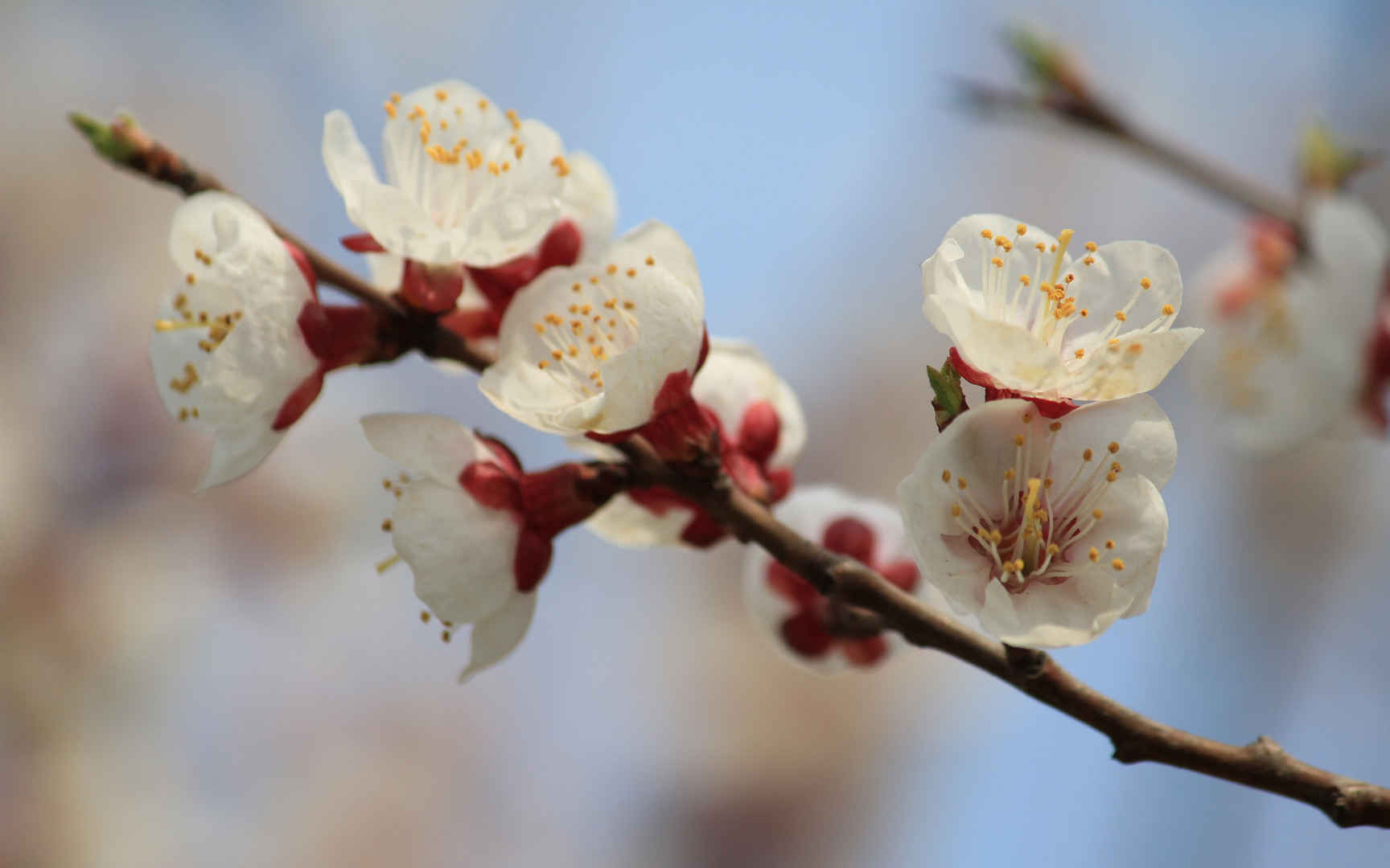 淡雅杏花图片壁纸