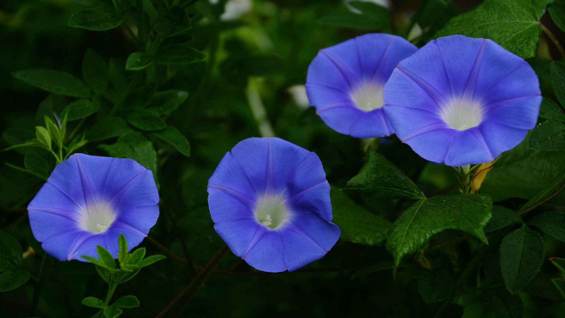 喇叭花(牵牛花)图片