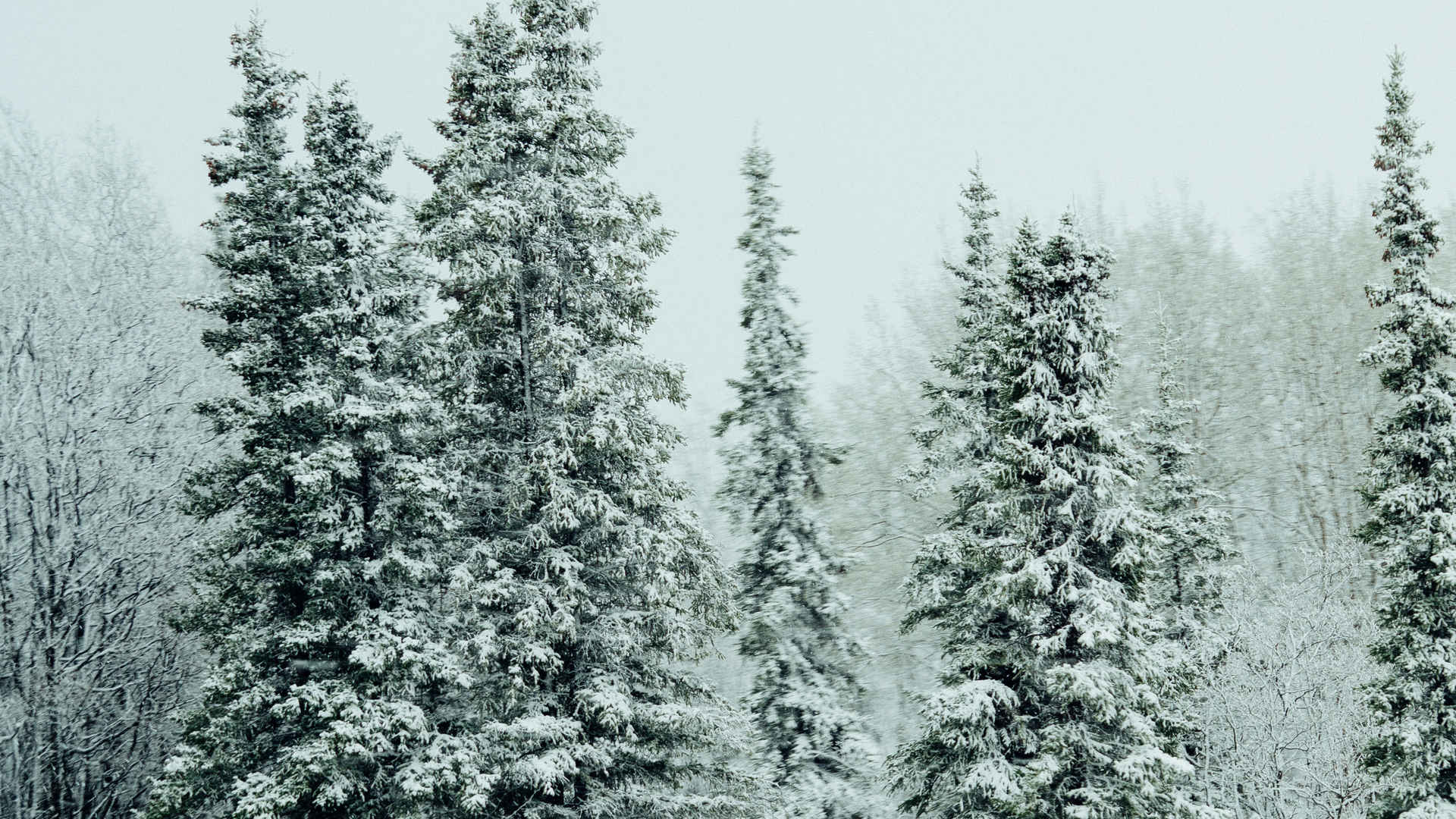冬季雪松雪景图片