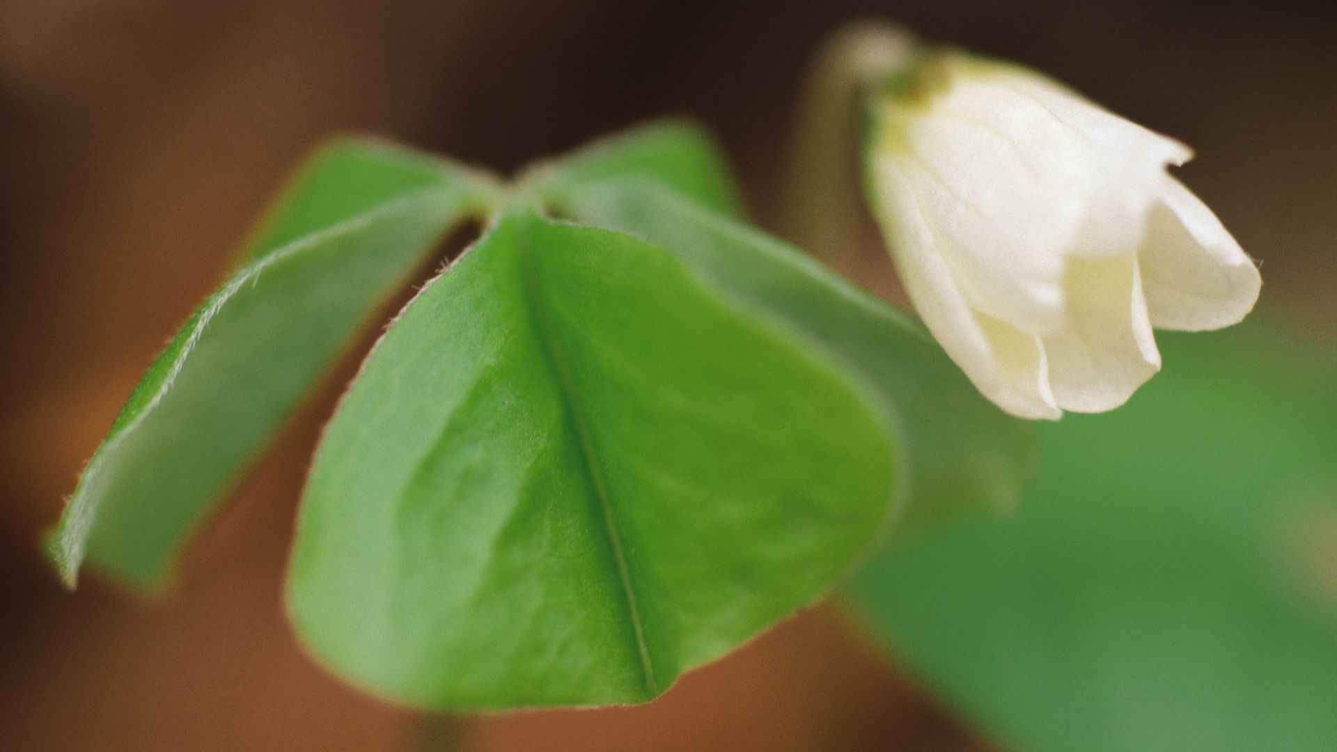 好看的白色野花图片