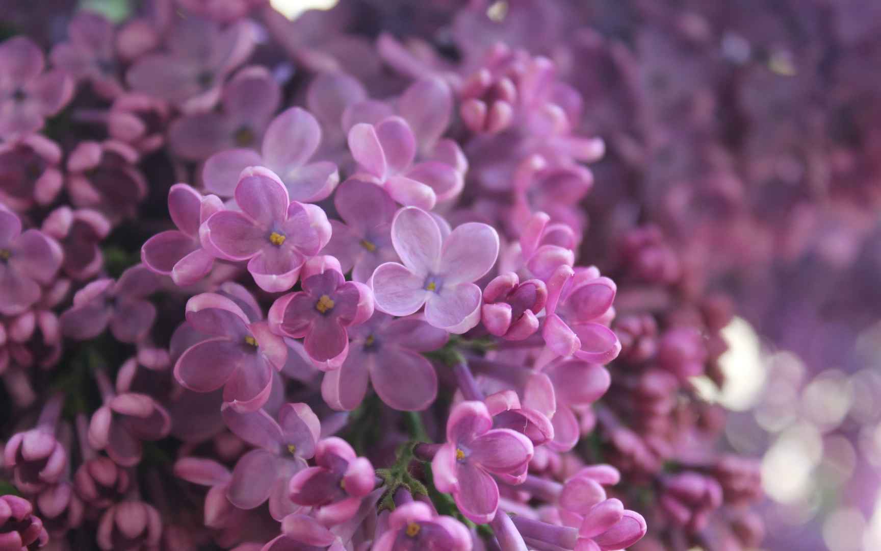 唯美意境淡雅紫色丁香花高清特写桌面壁纸(三)-植物壁纸-壁纸下载-美桌网