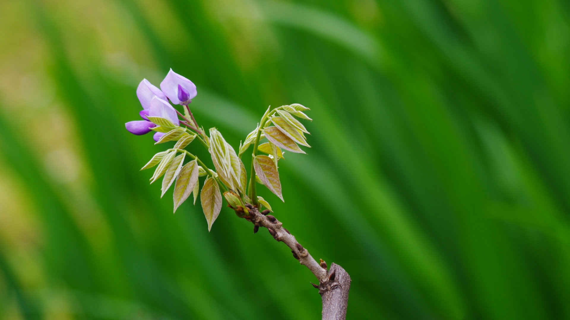 紫藤花图片壁纸