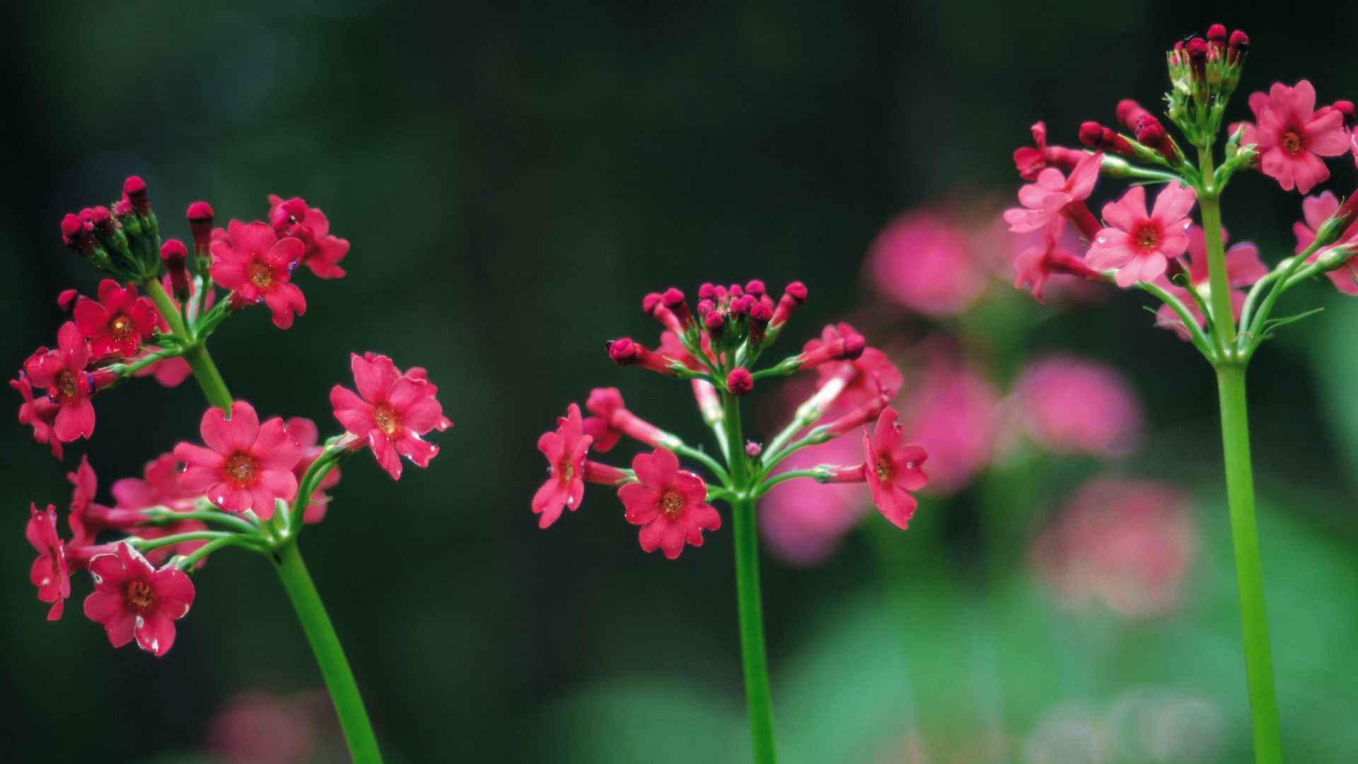 粉色红色的野花图片大全