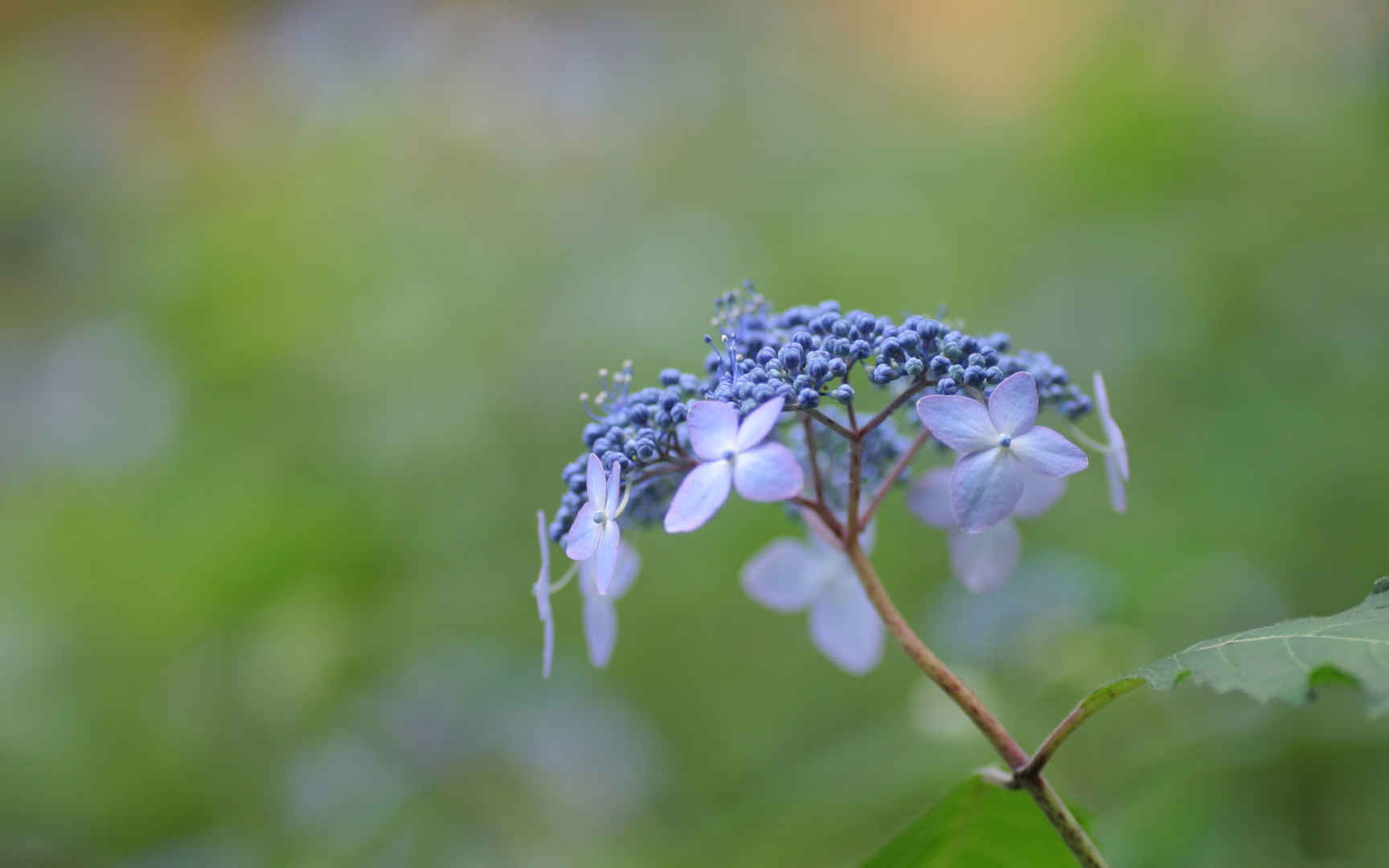 紫阳花花语图片