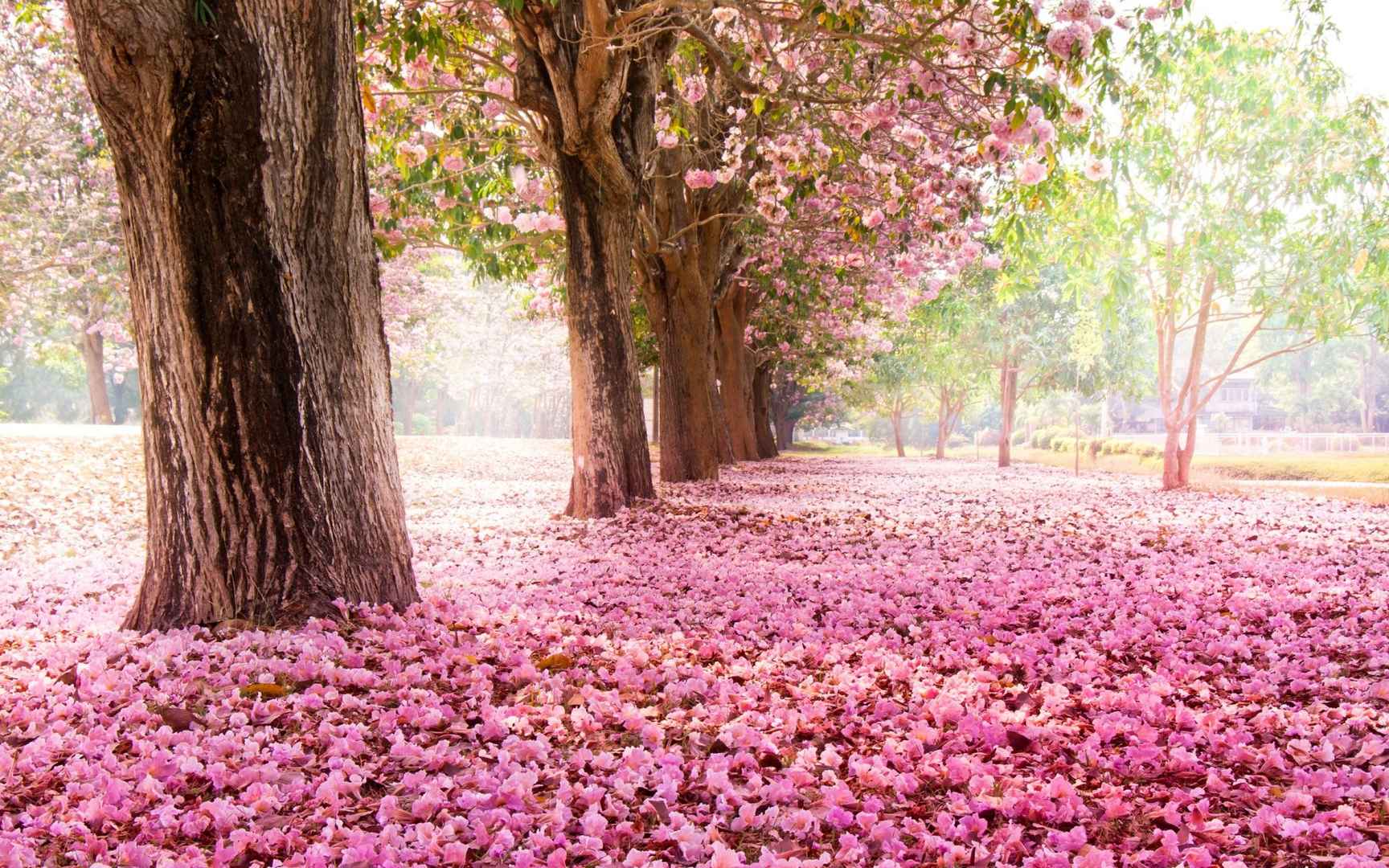 唯美浪漫落花图片