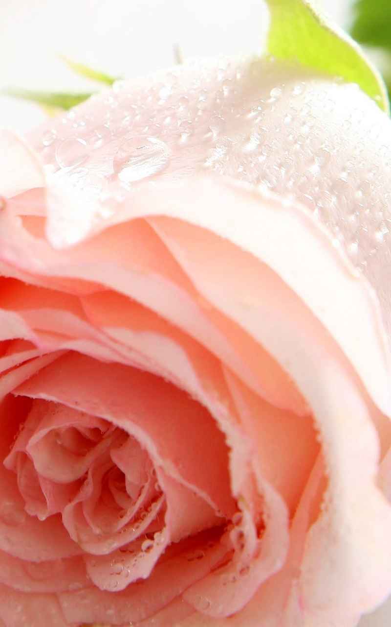 浪漫鲜艳玫瑰花图片wp手机桌面主题壁纸