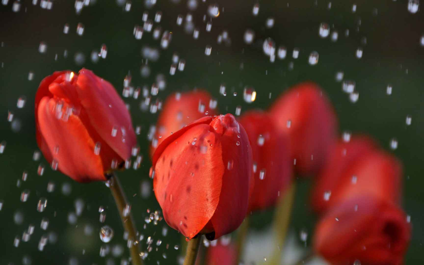 风雨中的花儿花瓣图片