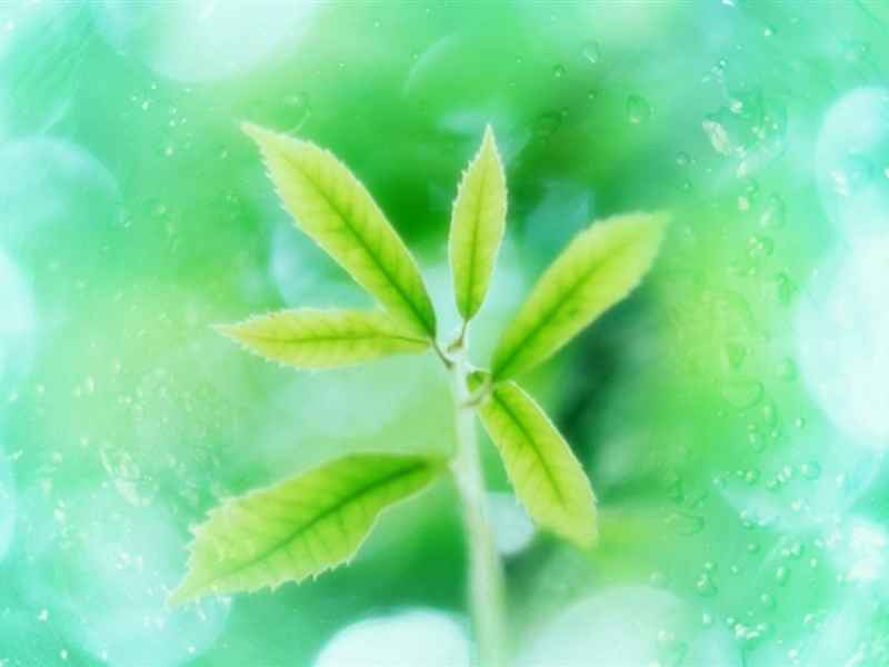 翠绿色护眼植物花卉安卓平板壁纸