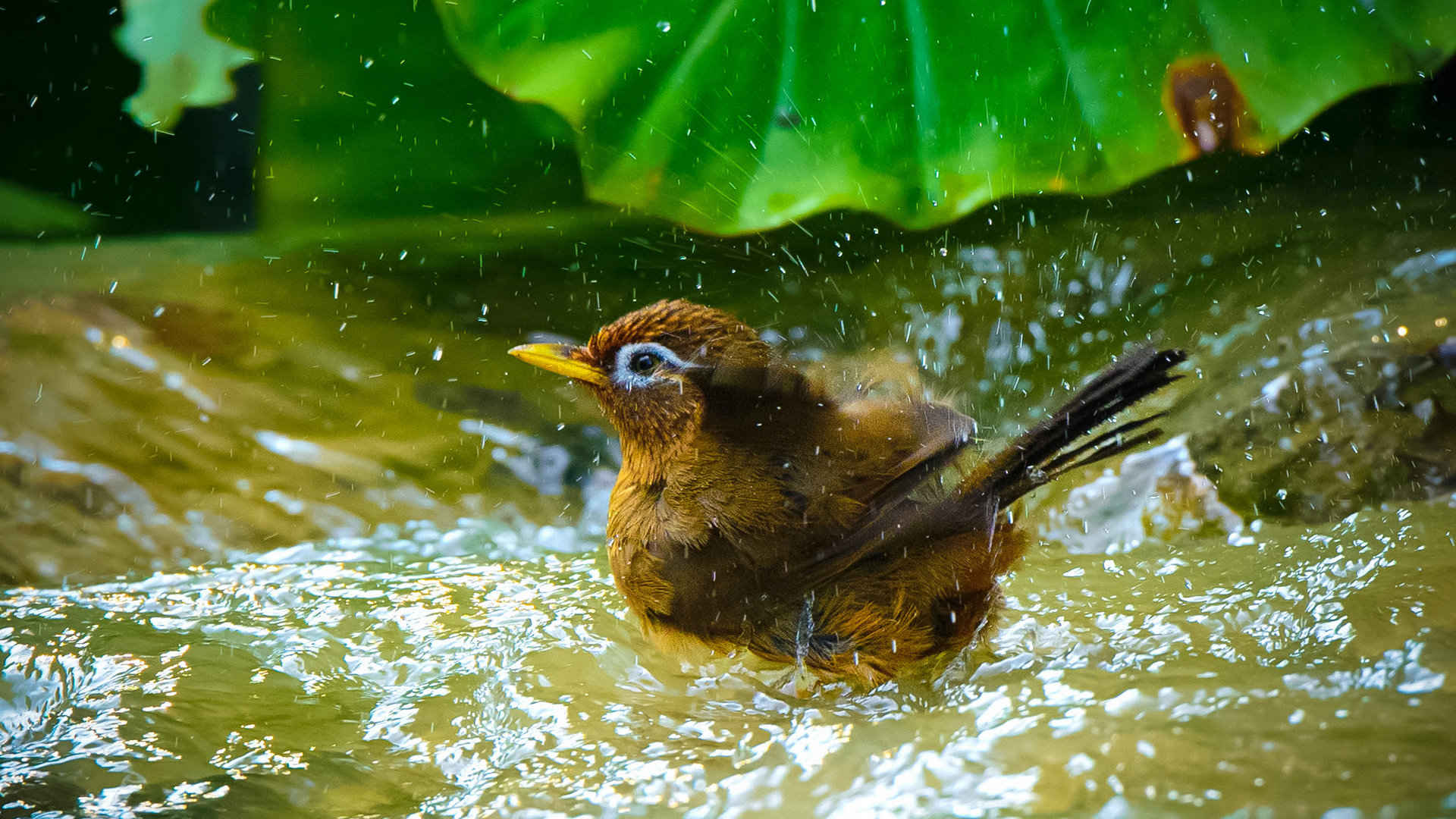 画眉鸟洗澡图片