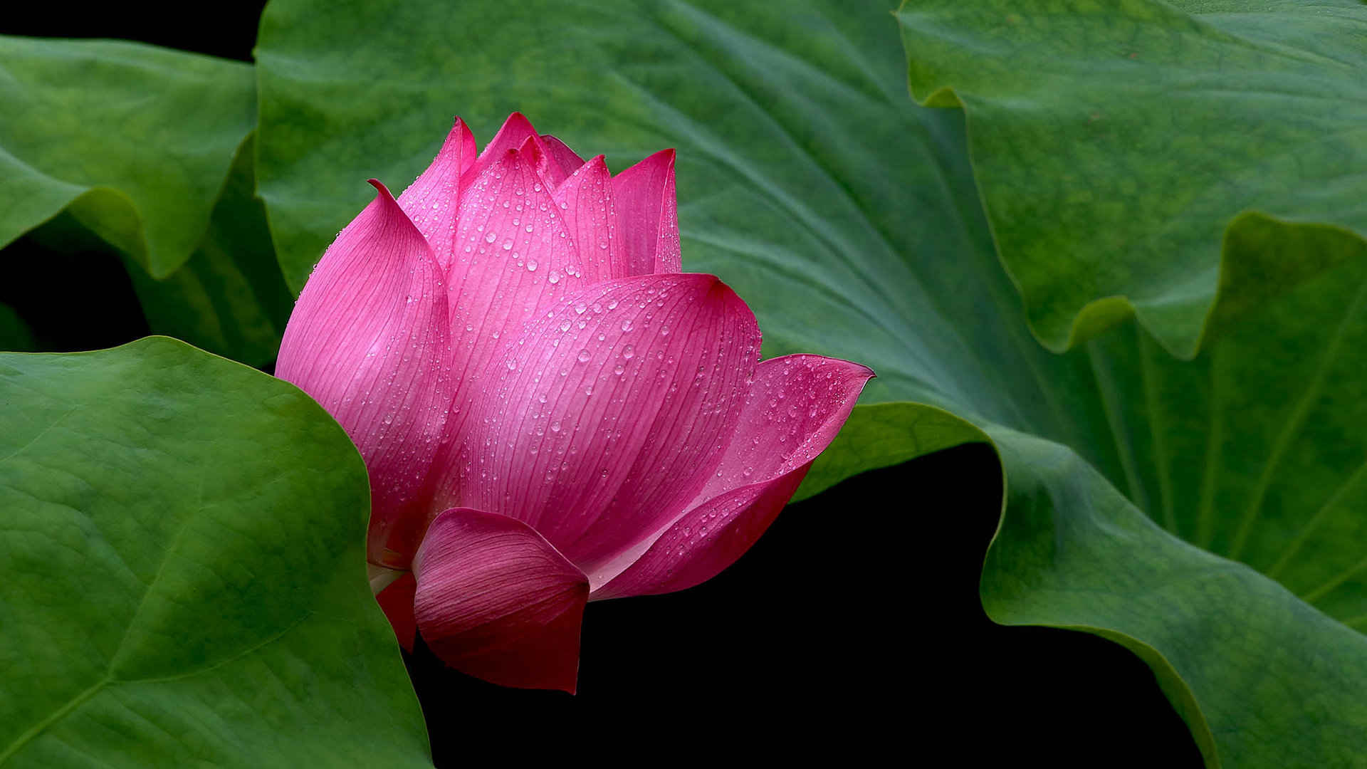 雨后高清荷花图片