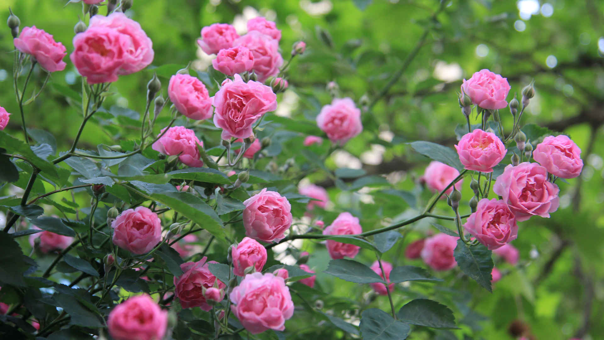 粉白玫瑰滿天星花束
