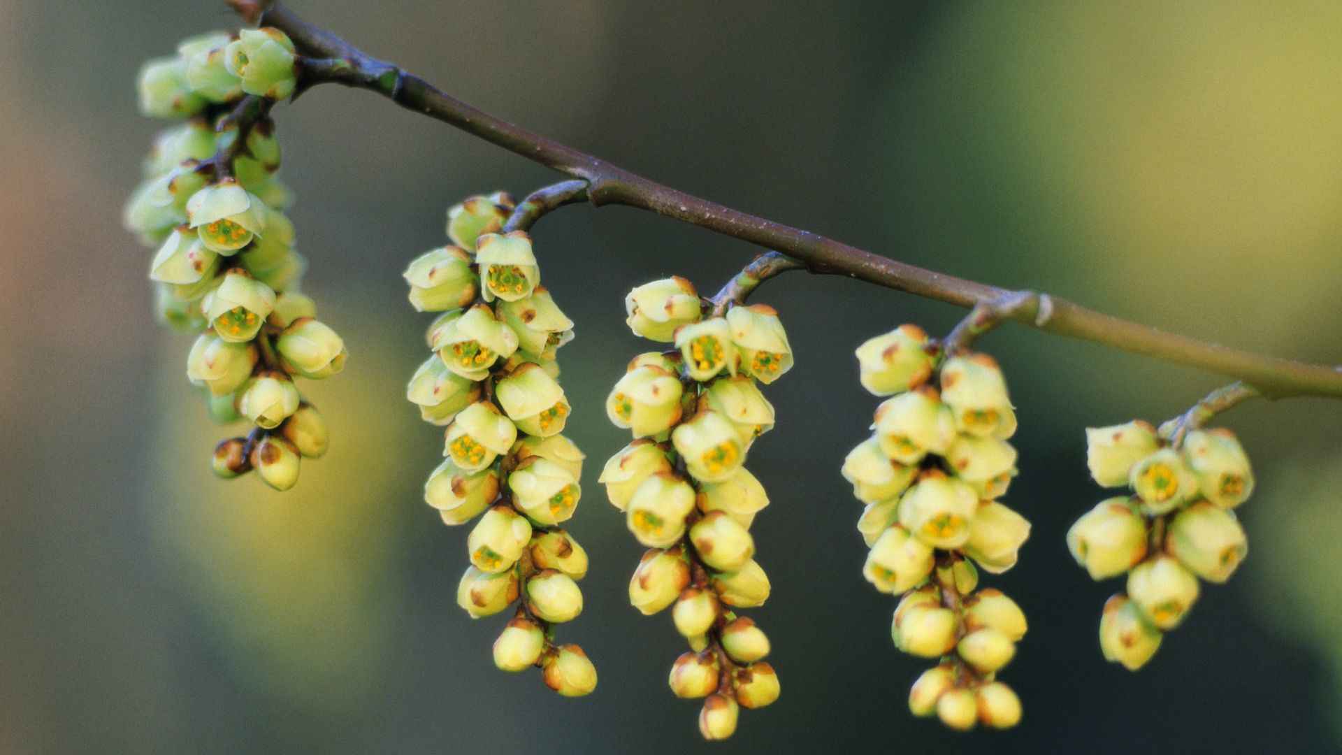 好看的野花图片大全