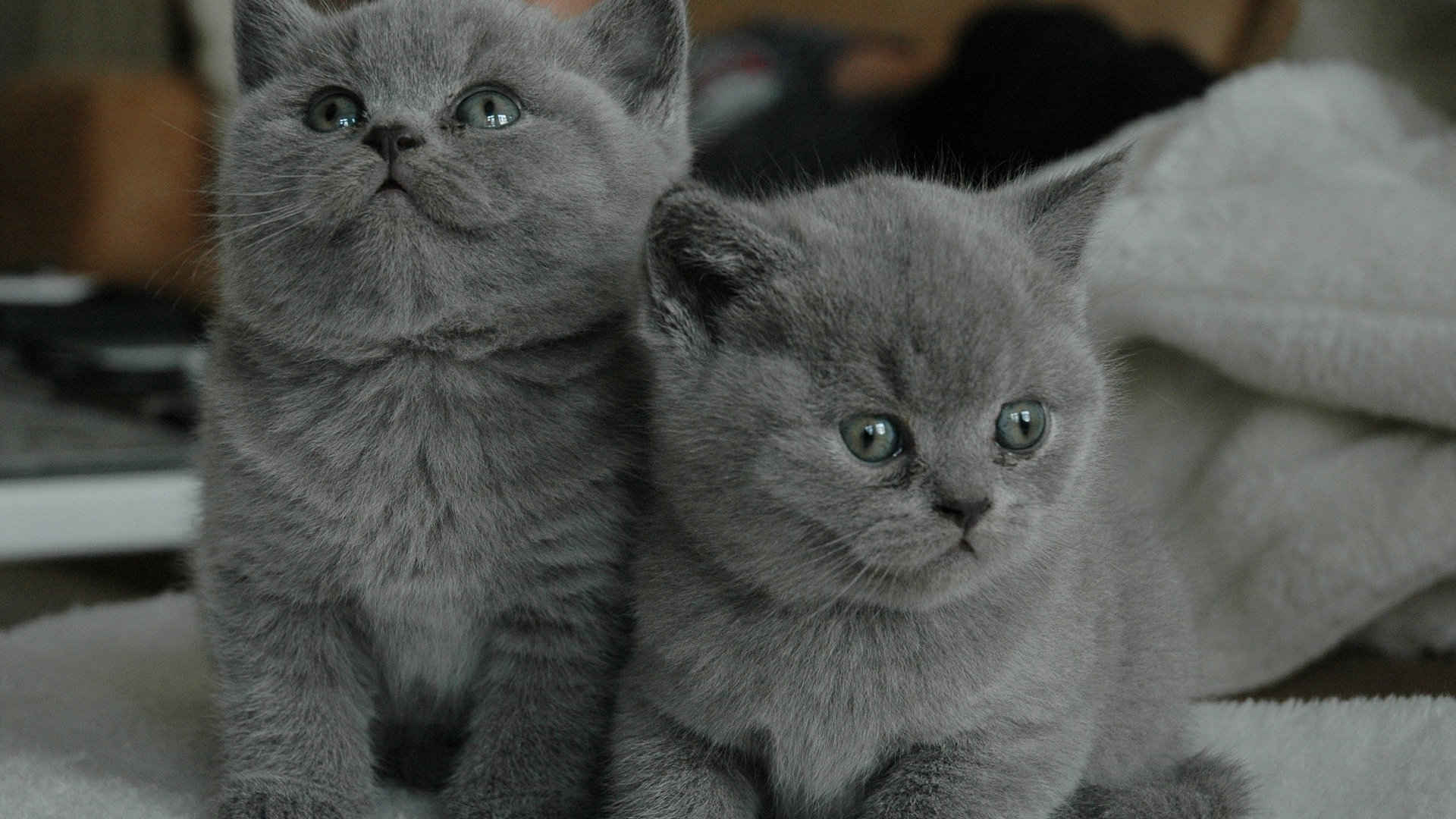 可爱萌萌的小猫咪图片