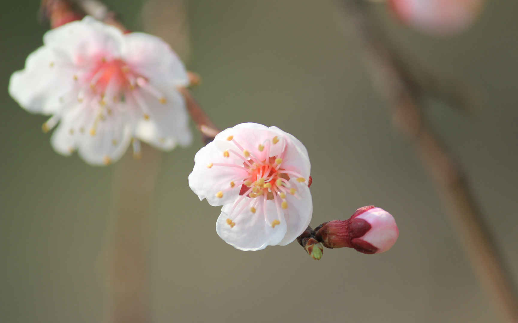 淡雅杏花图片壁纸