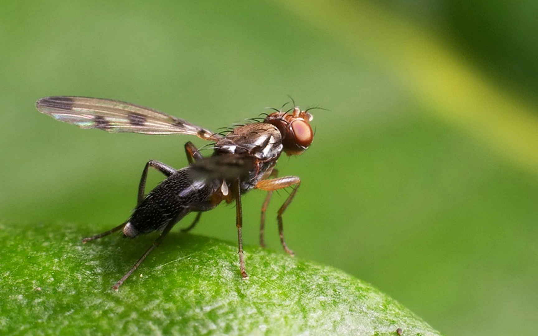 昆虫苍蝇图片桌面壁纸