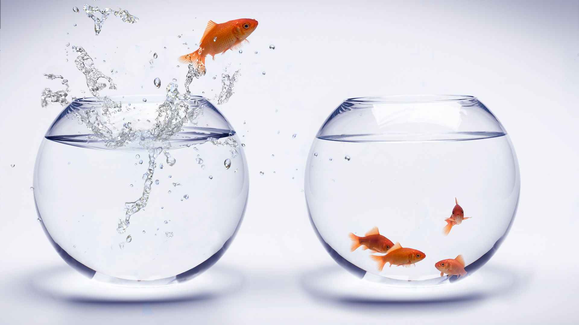 鱼缸中的金鱼创意图片