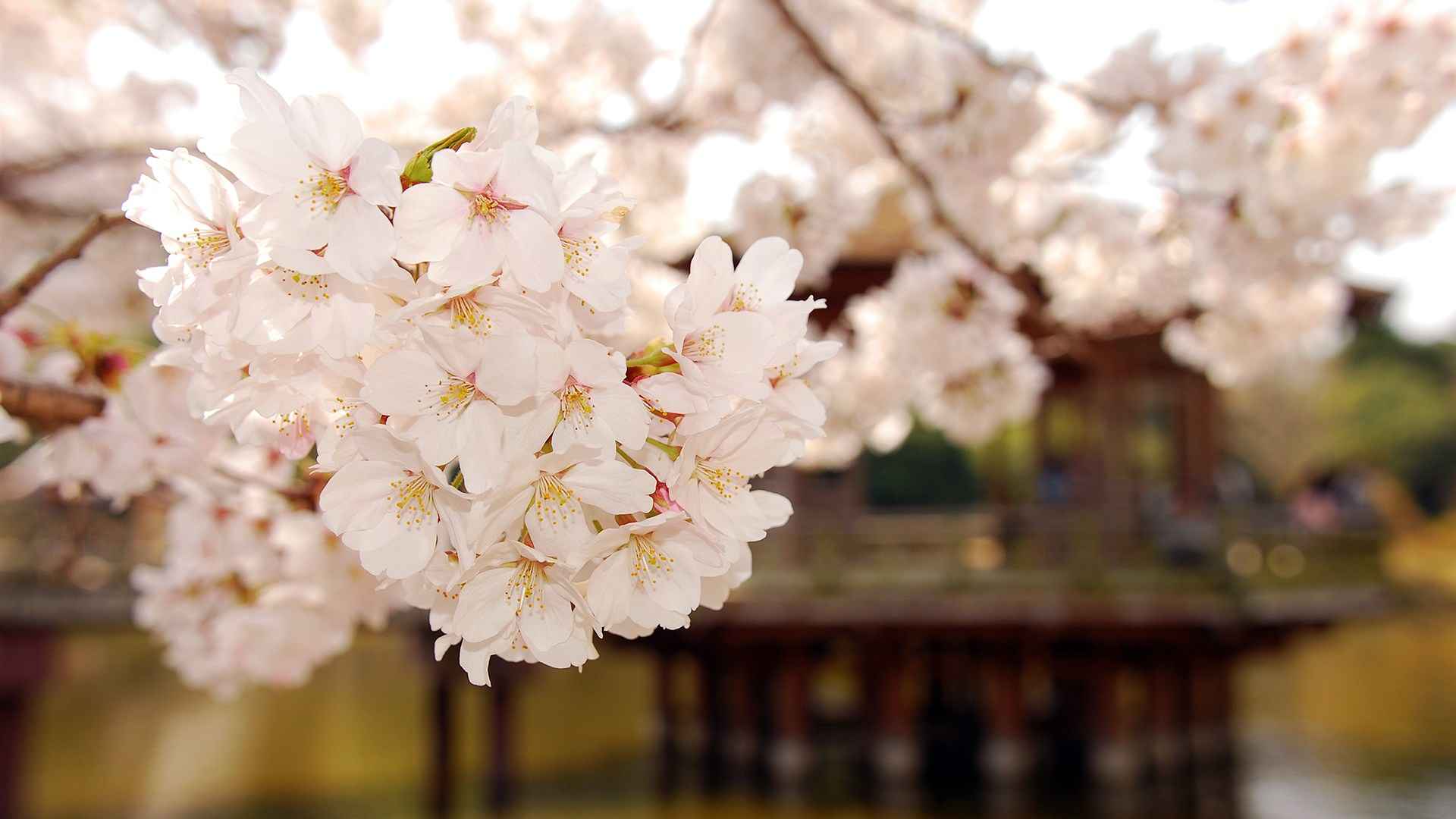 小清新唯美花朵图片