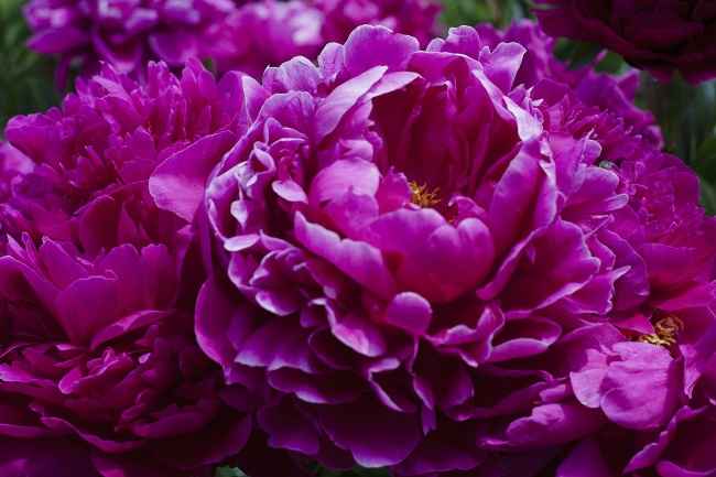 紫色牡丹花特写图片 植物图片 网页图库手机版