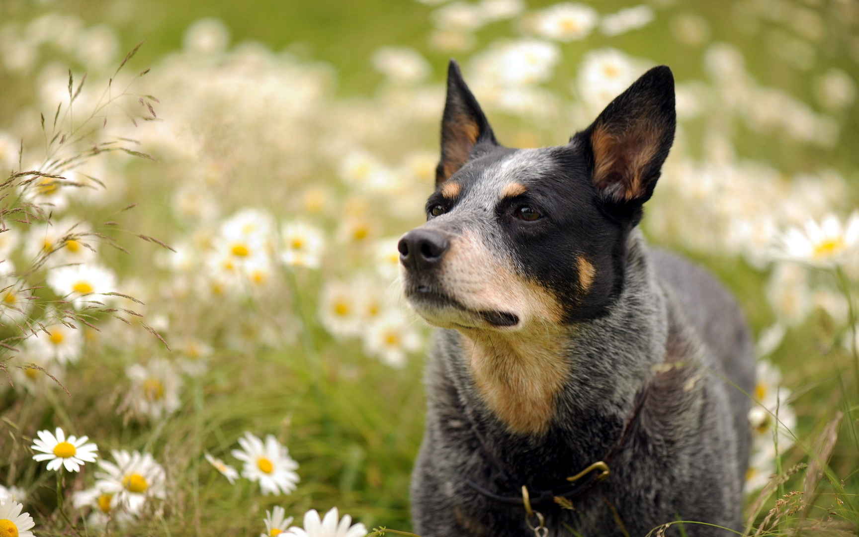 澳洲牧牛犬图片