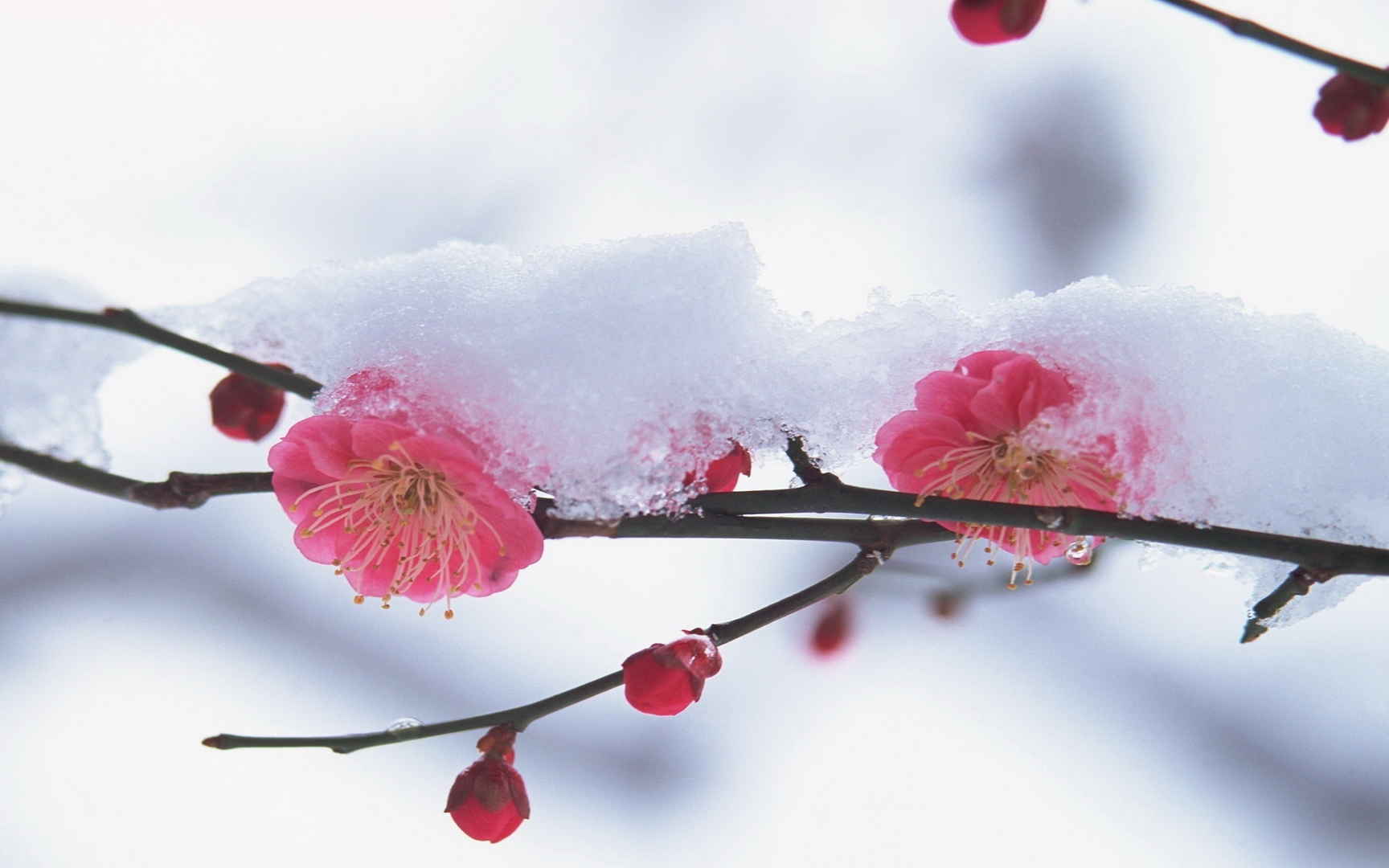 浪漫樱花图片桌面壁纸