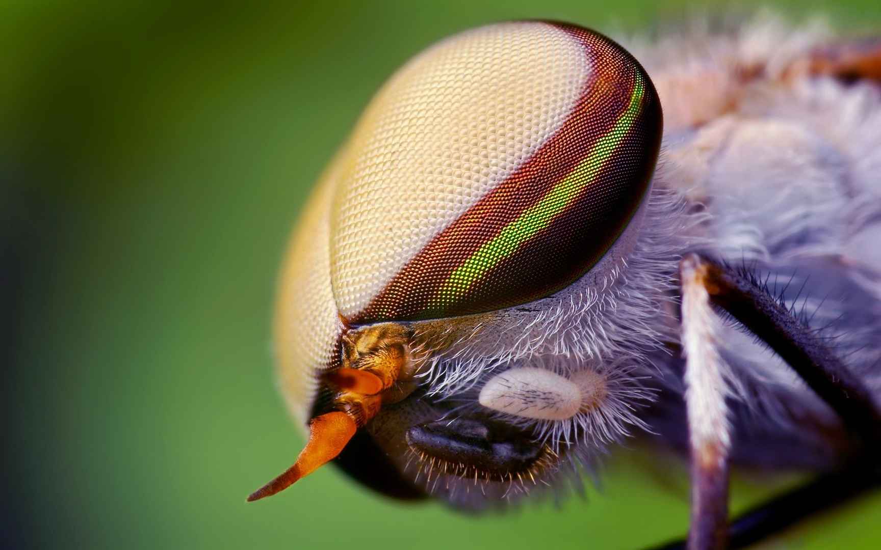 昆虫苍蝇图片桌面壁纸