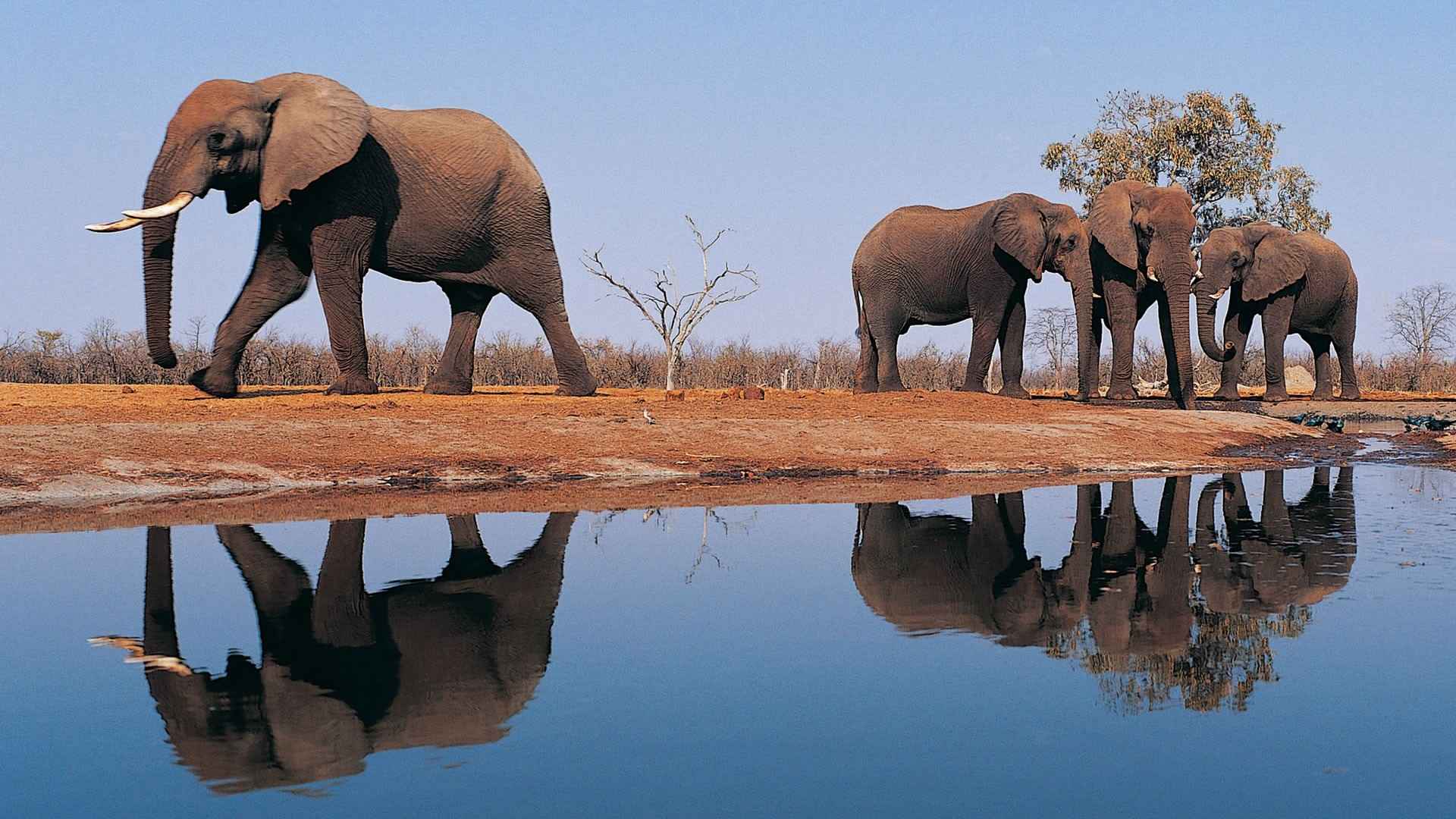 哺乳动物大象图片