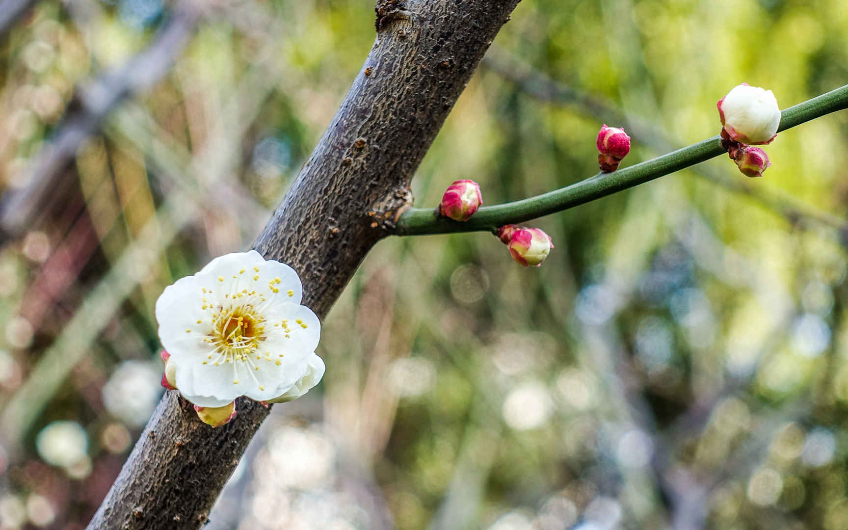 梅花图片