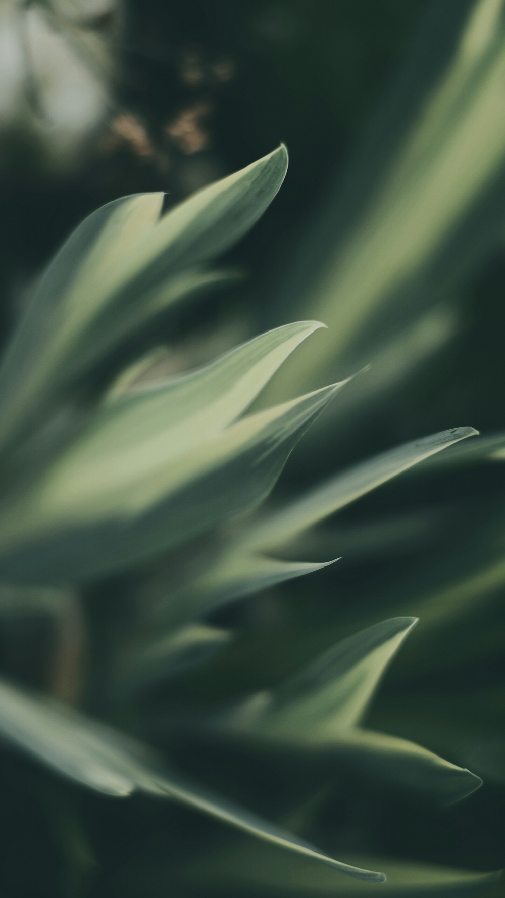 唯美植物微距摄影高清手机壁纸