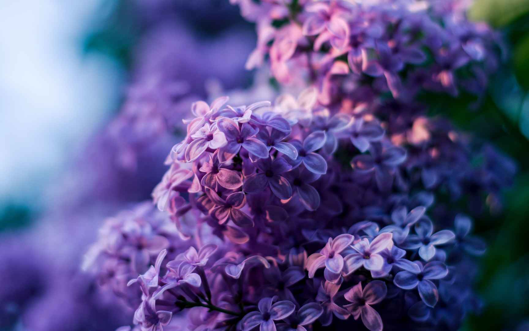 梦幻紫色花朵花瓣唯美手机壁纸_电脑主题网