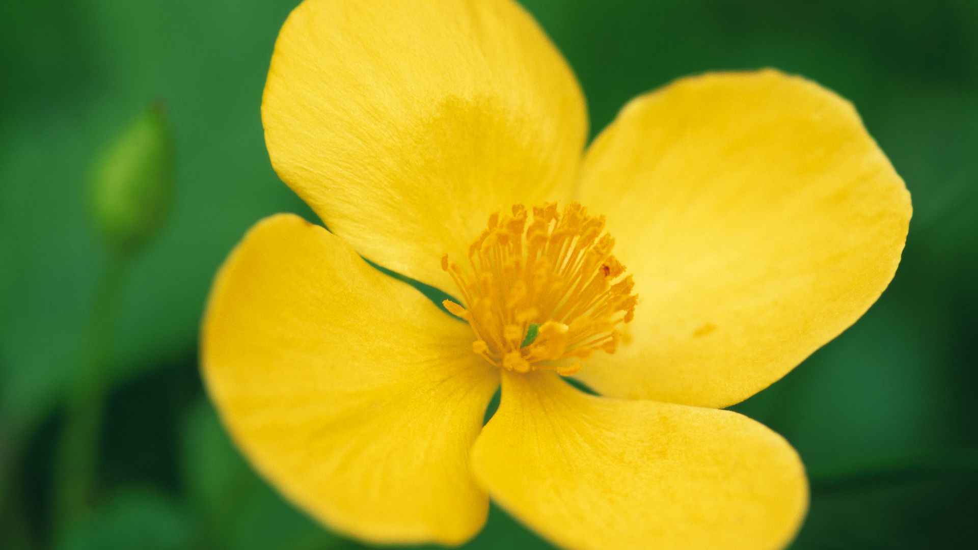 好看的野花图片大全