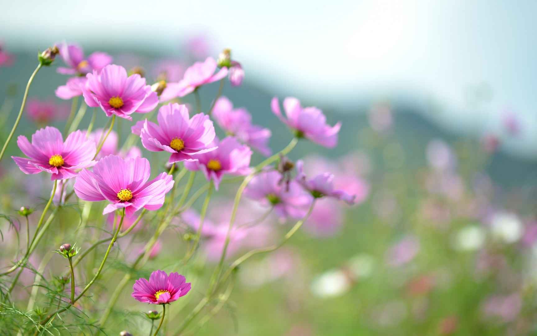 格桑花花语图片壁纸