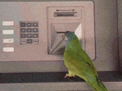 这鹦鹉逆天了，会使用ATM取钱