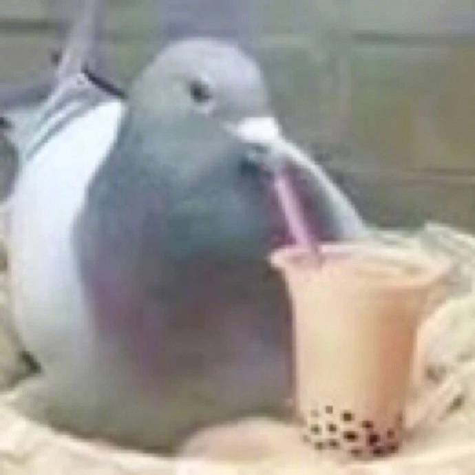 鸽子喝奶茶