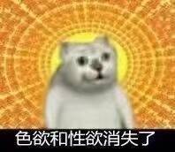 吃惊小猫表情