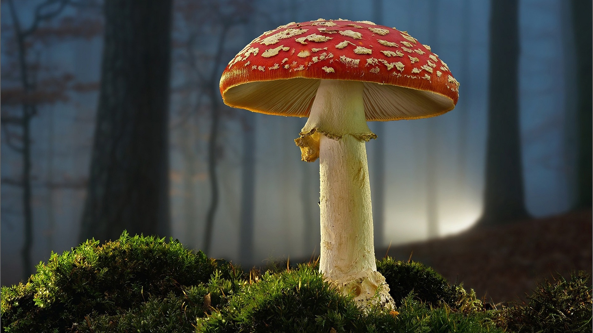 各种野生蘑菇图片