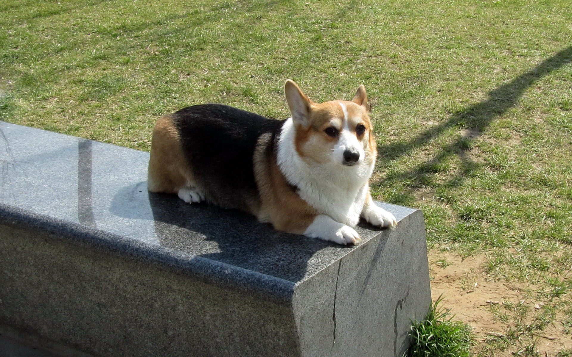 威尔士柯基犬图片