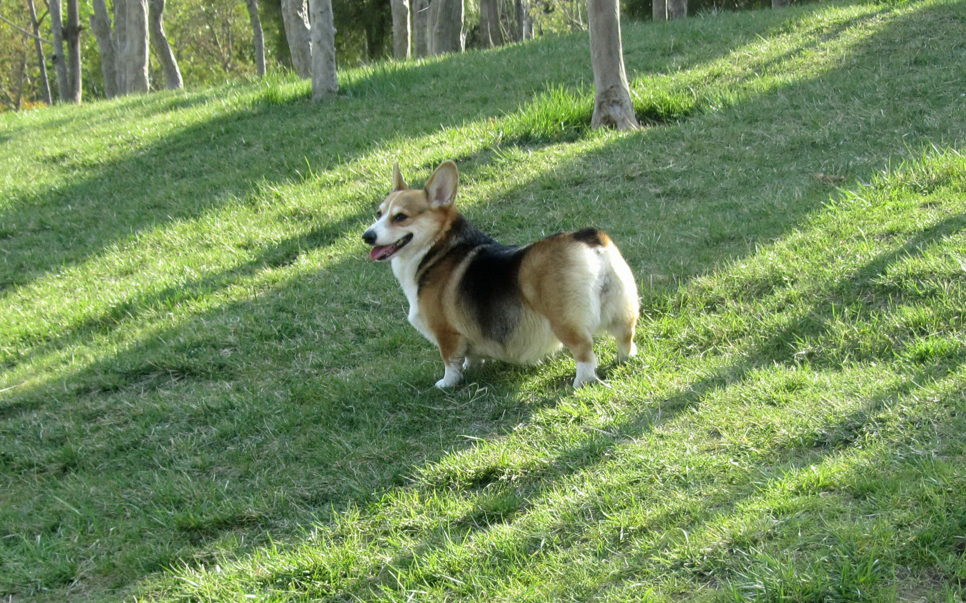 威尔士柯基犬图片