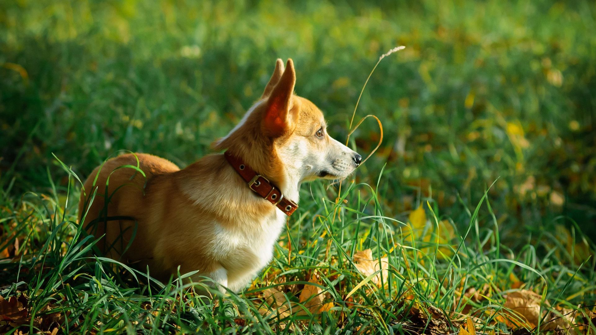 威尔士柯基犬图片