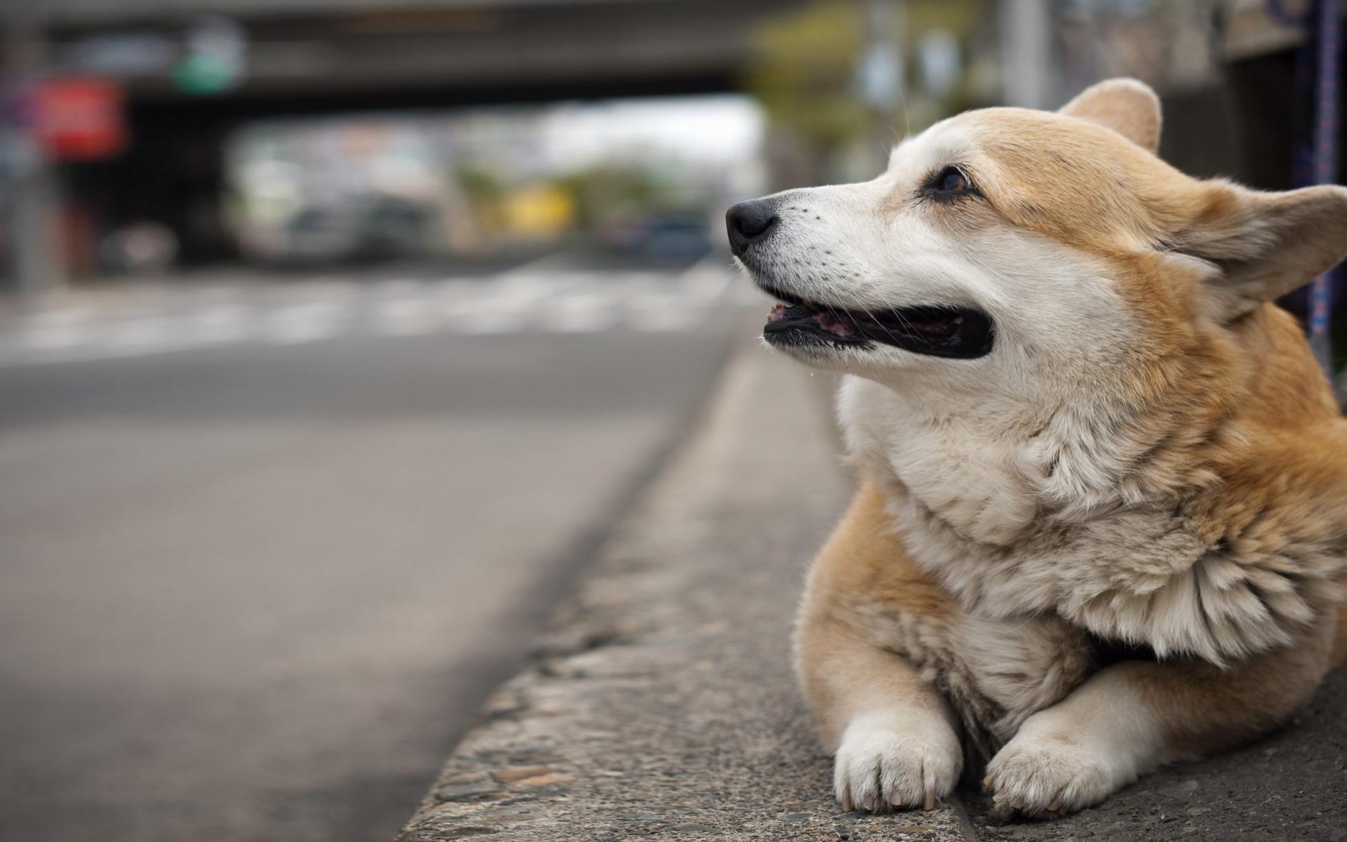 威尔士柯基犬图片